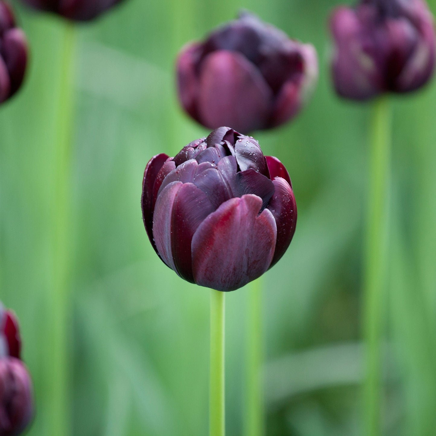 Tulip Bulbs - Black Hero
