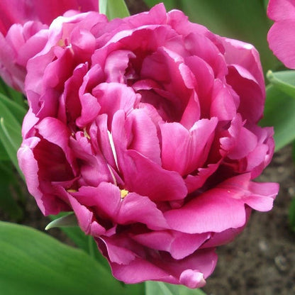 Tulip Bulbs - Double Pink Mix
