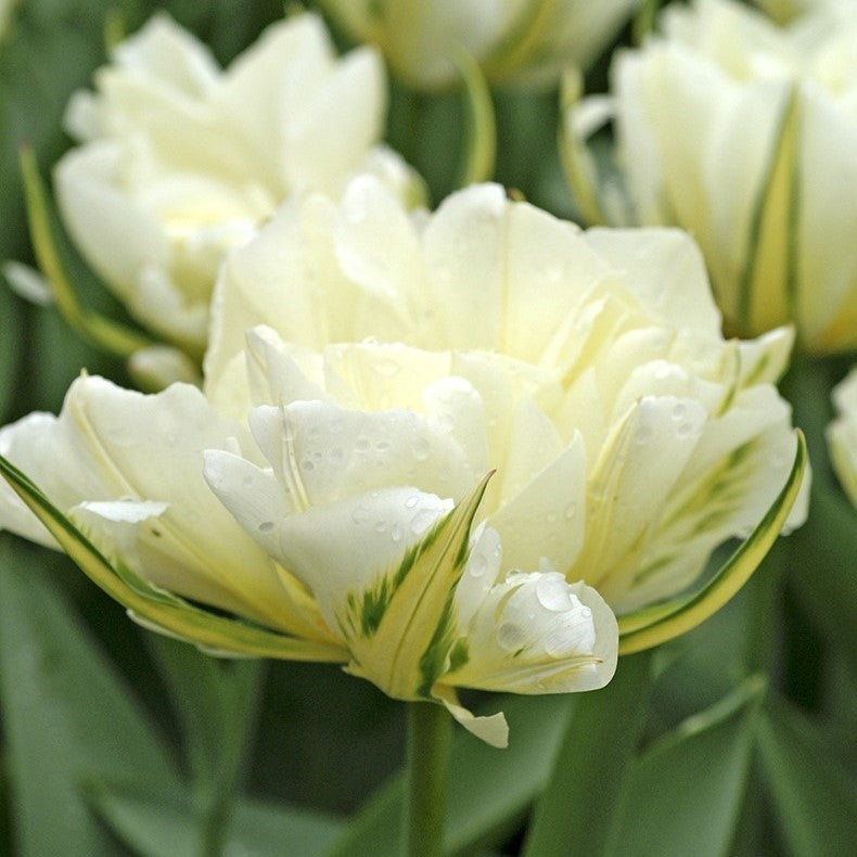 Tulip Bulbs - Exotic Emperor