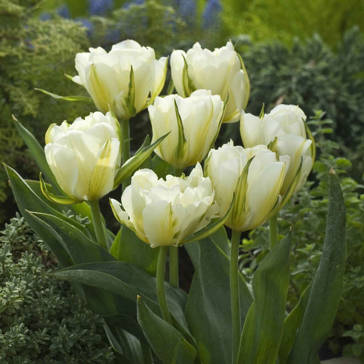 Tulip Bulbs - Exotic Emperor
