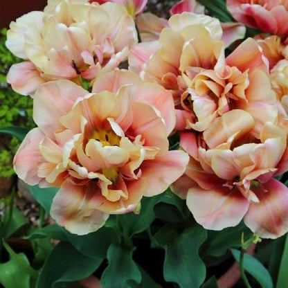 Tulip Bulbs - La Belle Epoque