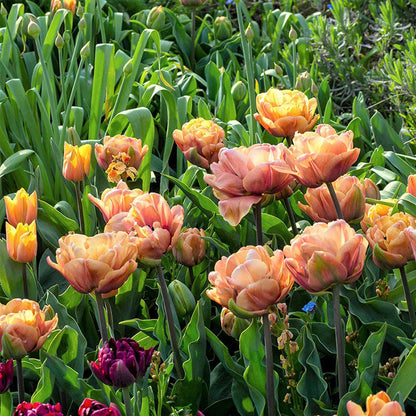 Tulip Bulbs - La Belle Epoque