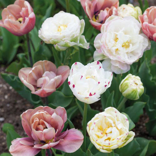 Tulip Bulbs - La Belle Epoque Romantic Mix