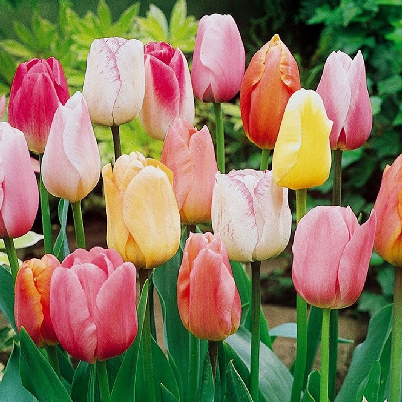 Tulip Bulbs - Pastel Mix