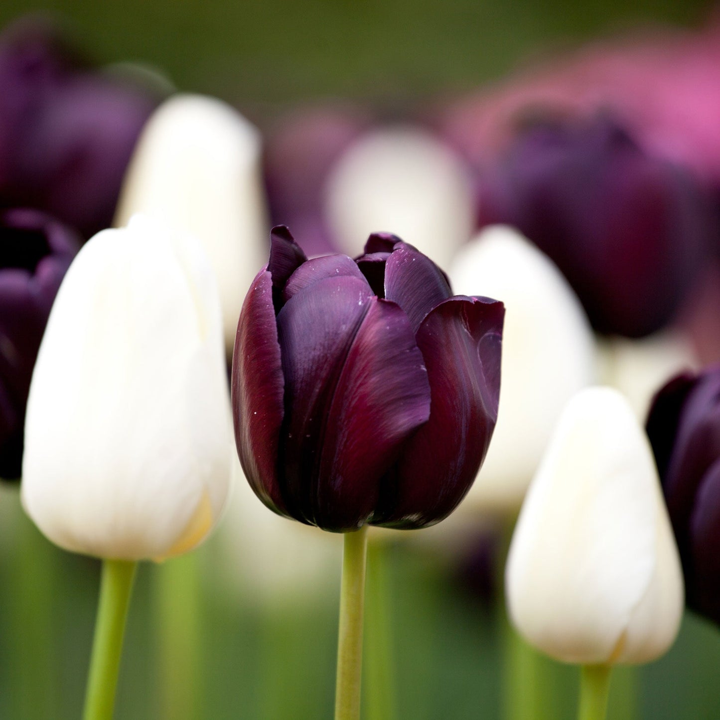 Tulip Bulbs - Queen of the Night