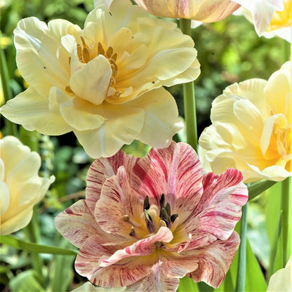Tulip Bulbs - Silkroad