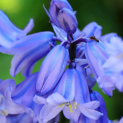 Hyacinth Bulbs - Blue Wood Hyacinth