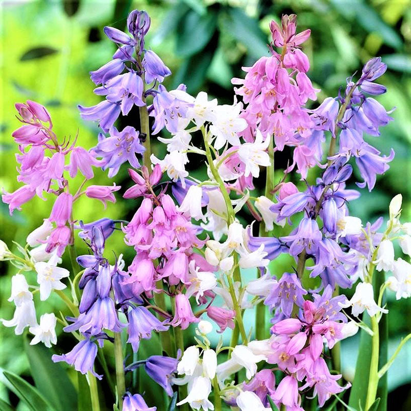 Hyacinth Bulbs - Wood Hyacinth Mix