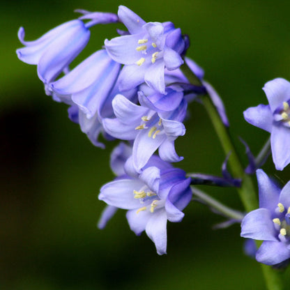 Hyacinth Bulbs - Wood Hyacinth Mix